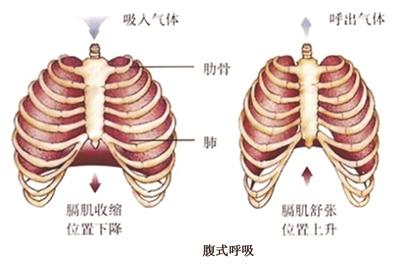 運動(dòng);呼吸訓練;腹式呼吸;深呼吸;肺功能檢測儀;呼吸訓練器;慢阻肺