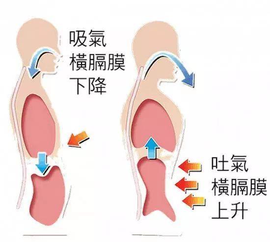  呼吸-呼吸肌-肺病-慢阻肺-訓練