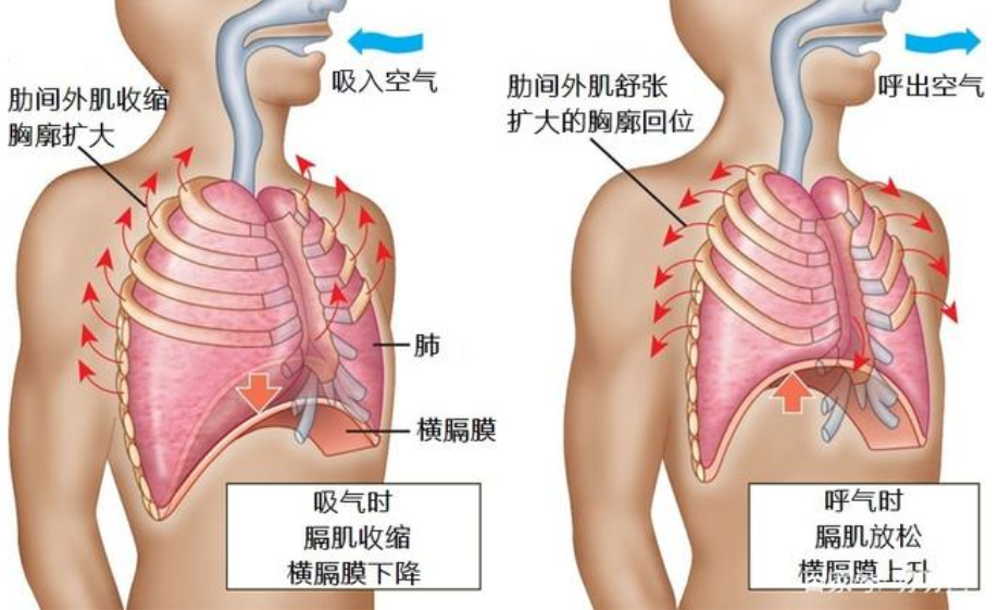 肺炎-哮喘-慢阻肺-咳嗽-咳喘-支氣管炎-肺功能檢測儀-呼吸訓練器-心臟病-心血管疾病