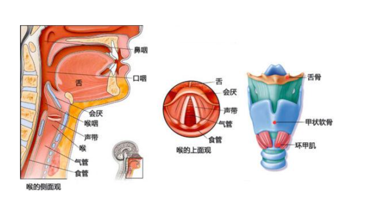 肺炎-哮喘-慢阻肺-咳嗽-咳喘-支氣管炎-肺功能檢測儀-呼吸訓練器-心臟病-心血管疾病-咽炎-呼吸峰流速儀