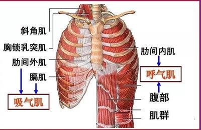 游泳-呼吸肌-換氣-吸氣肌-呼氣肌-呼吸-潛水-運動(dòng)-夏日-肺活量-肺功能-呼吸訓練器-肺功能檢測儀-呼吸峰流速儀-游泳姿勢-運動(dòng)員-呼吸困難